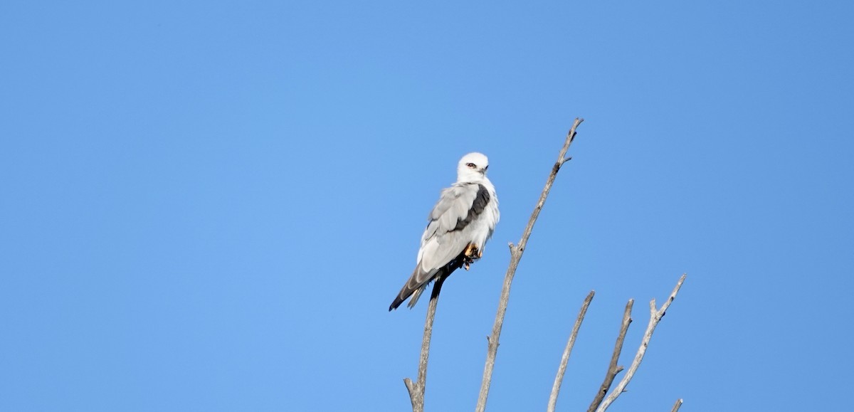 Black-shouldered Kite - ML647662578