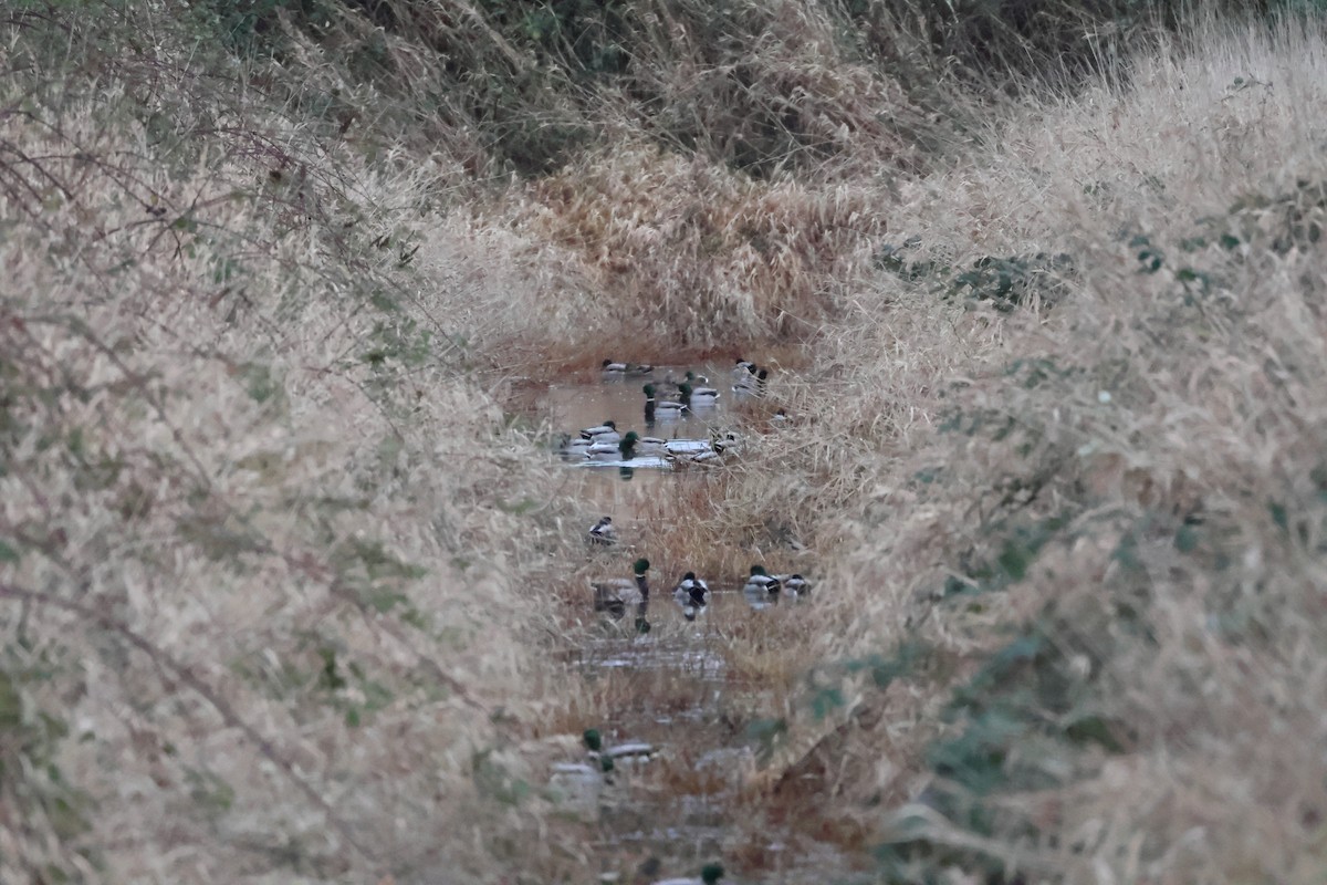 Mallard - ML647662579