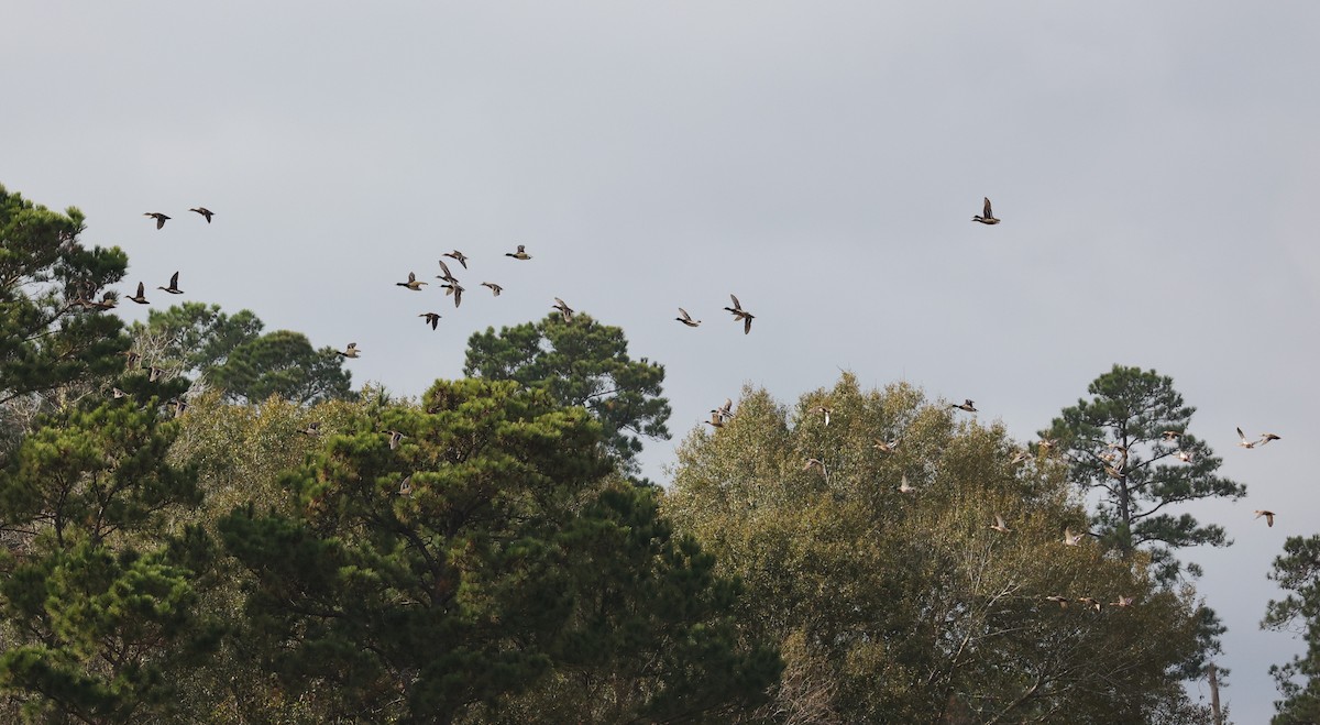 Mallard/Mottled Duck - ML647662580