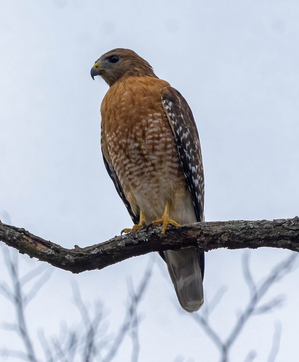 Red-shouldered Hawk - ML647662581