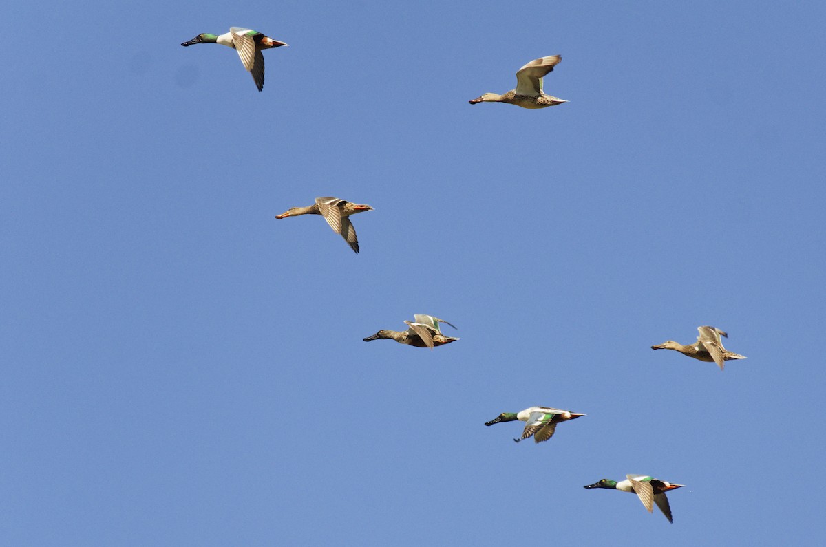 Northern Shoveler - ML647662582