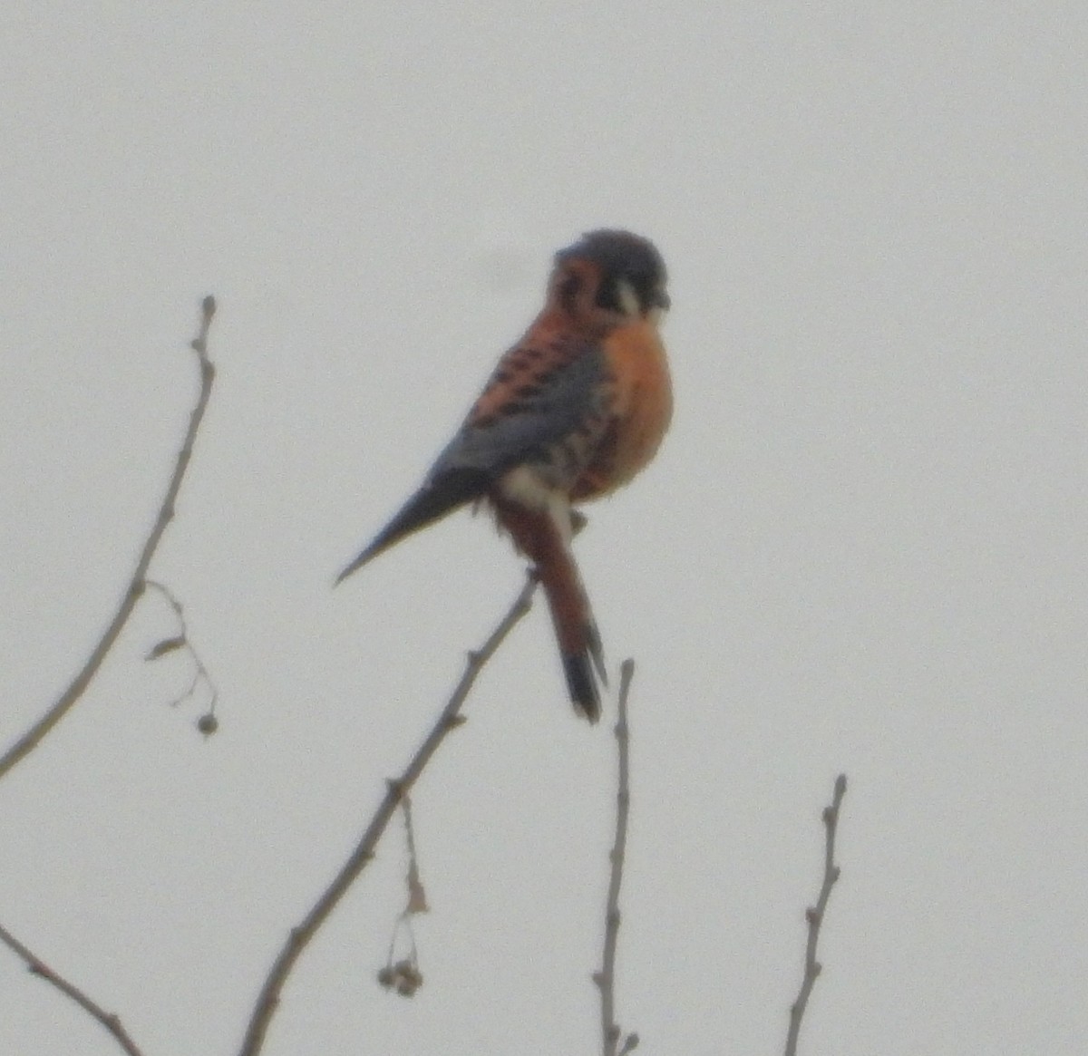 American Kestrel - ML647662583