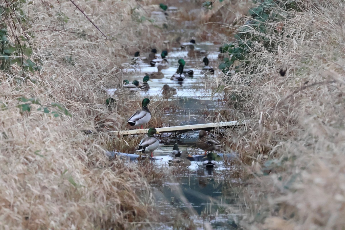 Mallard - ML647662584