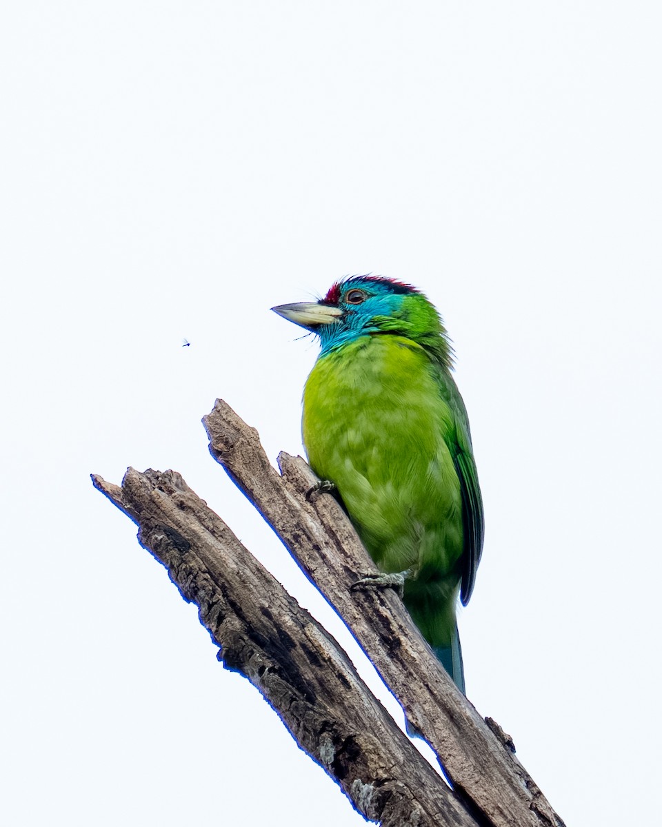 Blue-throated Barbet - ML647662585