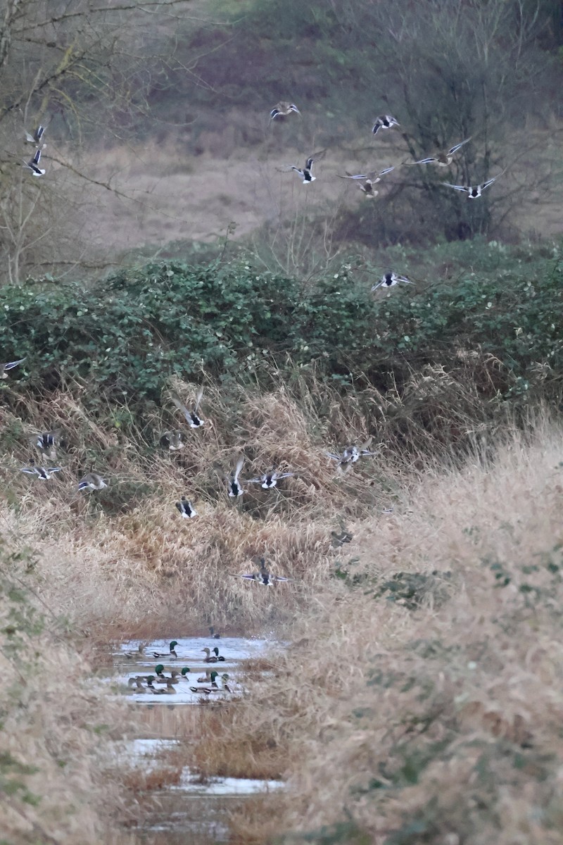 Mallard - ML647662588