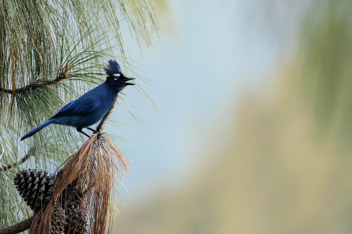 Steller's Jay (Middle American) - ML647662589