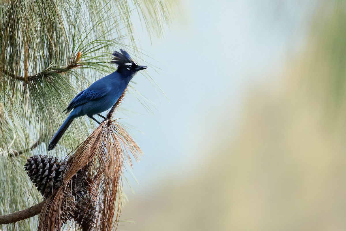 Steller's Jay (Middle American) - ML647662590