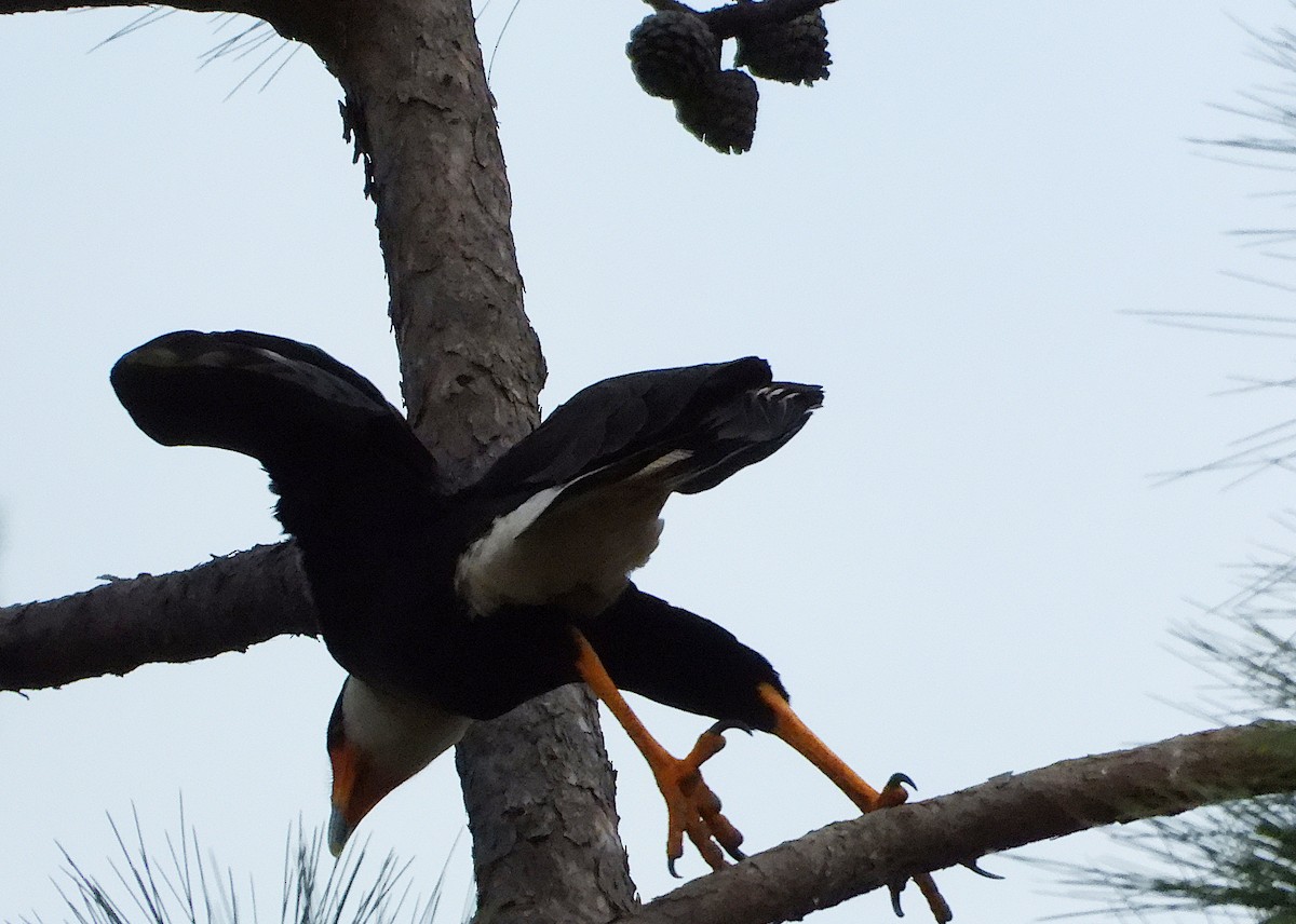 Crested Caracara - ML647662591