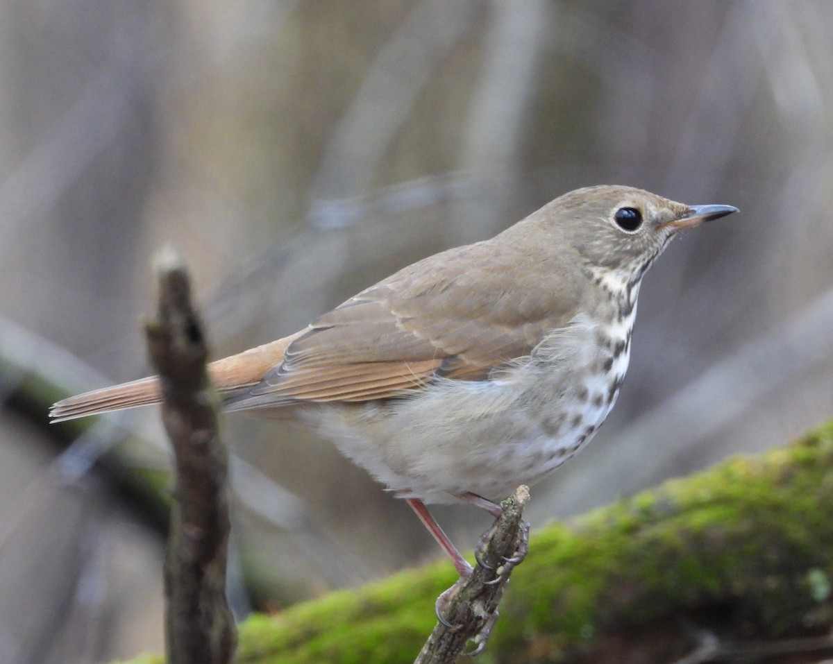 Hermit Thrush - ML647662592