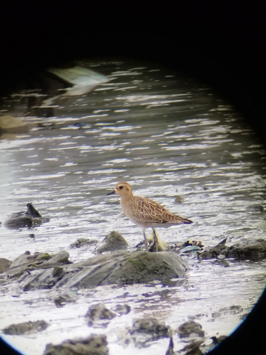 Pacific Golden-Plover - ML647662593