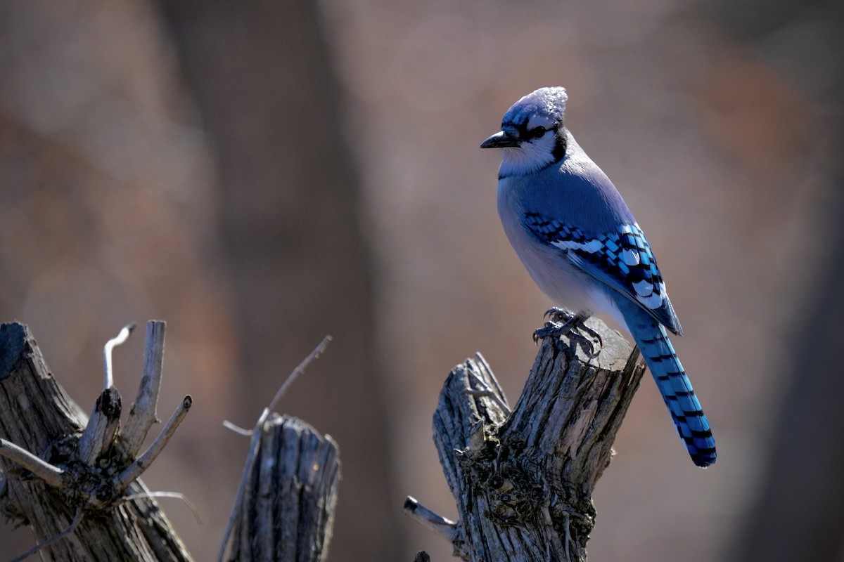 Blue Jay - ML647662595
