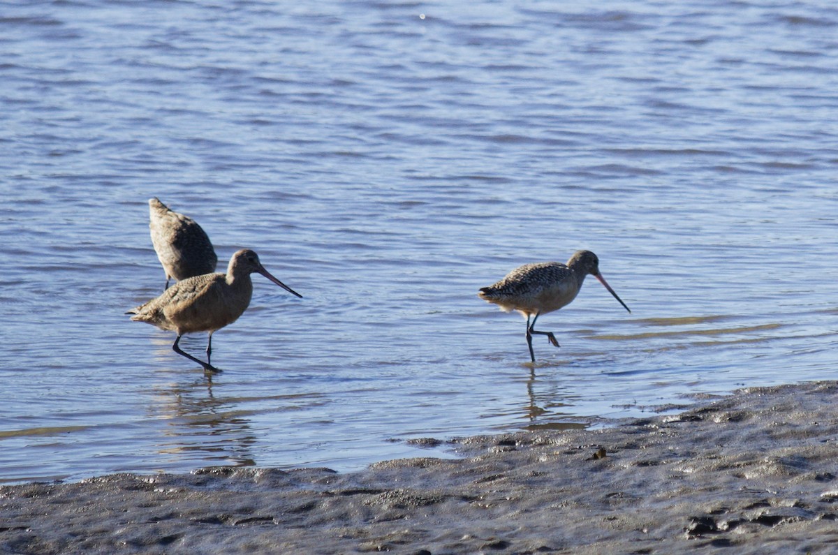 Marbled Godwit - ML647662596