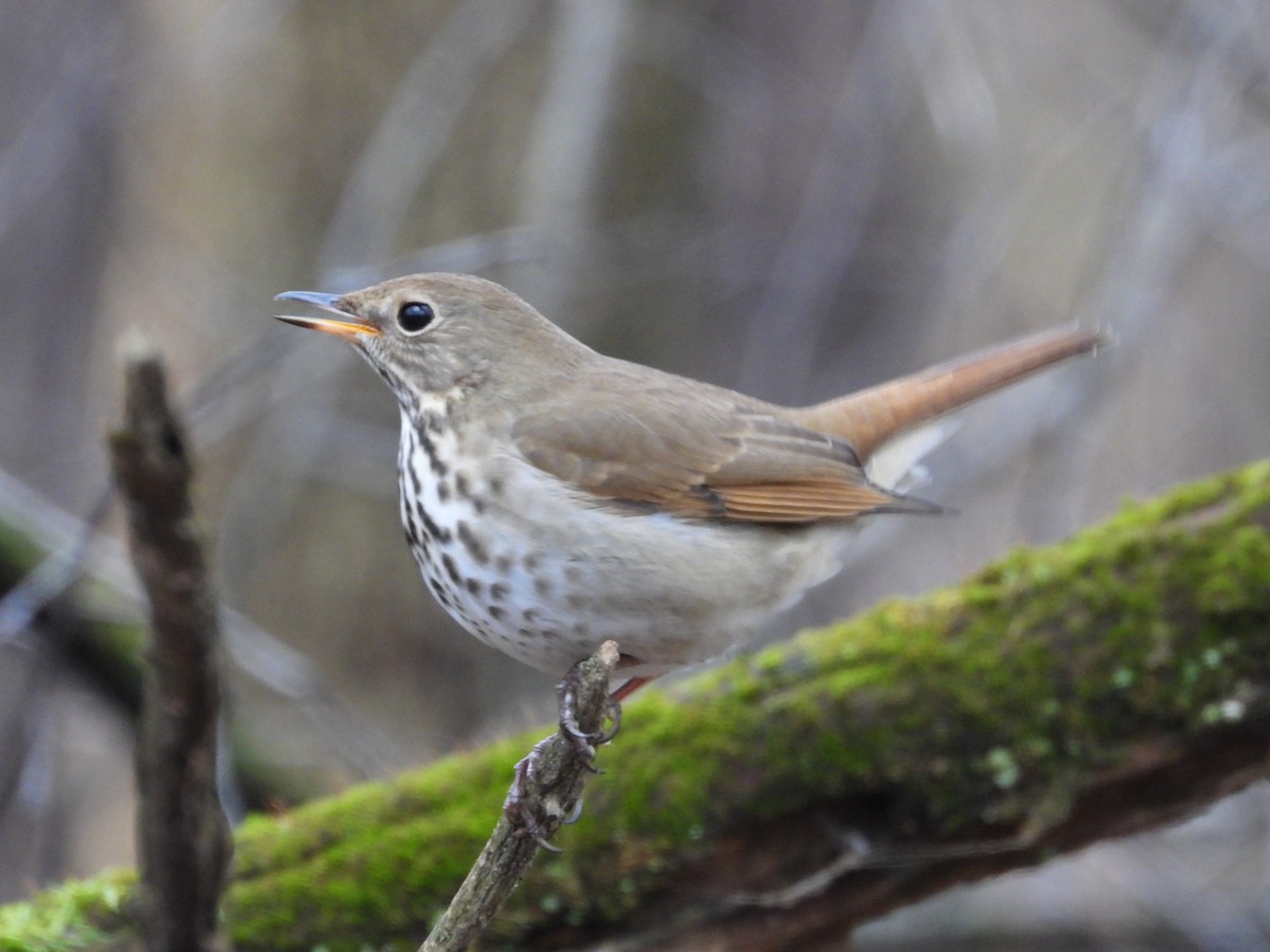Hermit Thrush - ML647662597