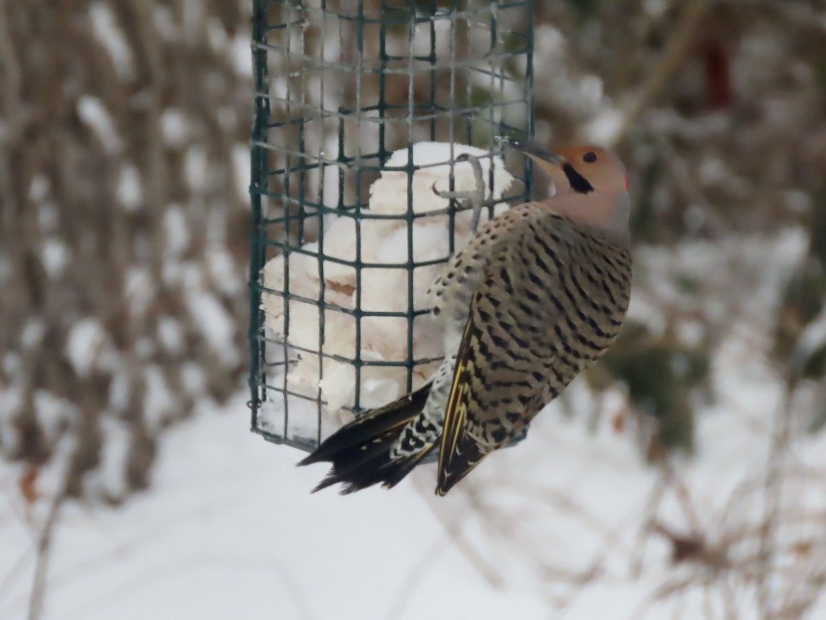 Northern Flicker (Yellow-shafted) - ML647662598