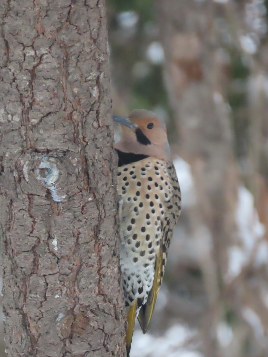 Northern Flicker (Yellow-shafted) - ML647662599