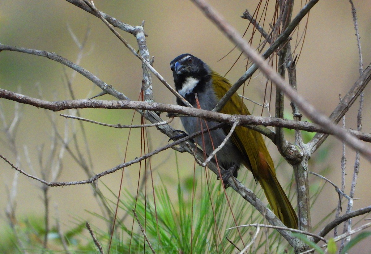 Black-headed Saltator - ML647662602