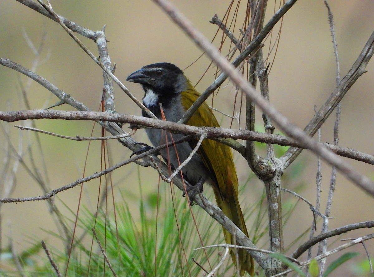 Black-headed Saltator - ML647662603