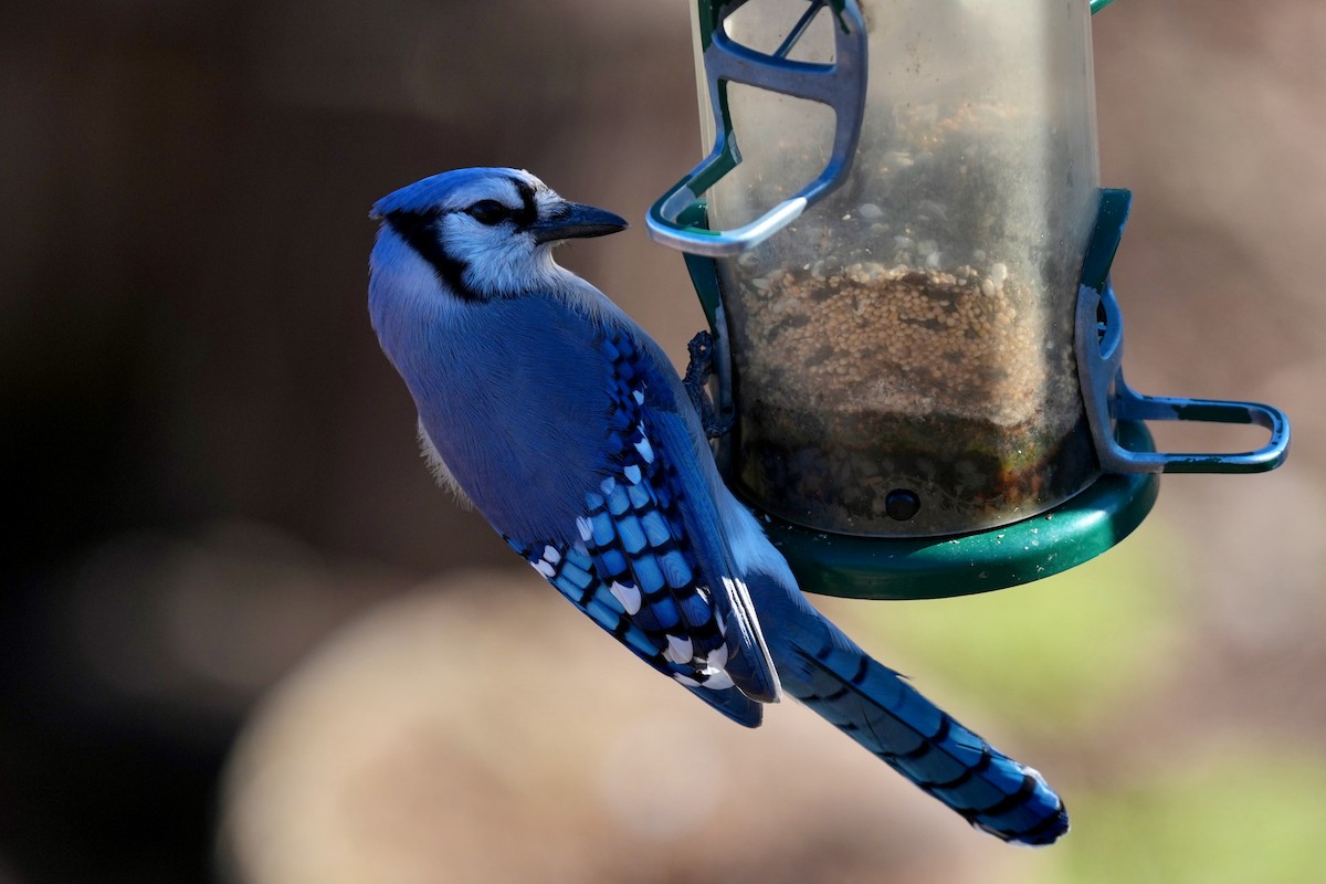 Blue Jay - ML647662605