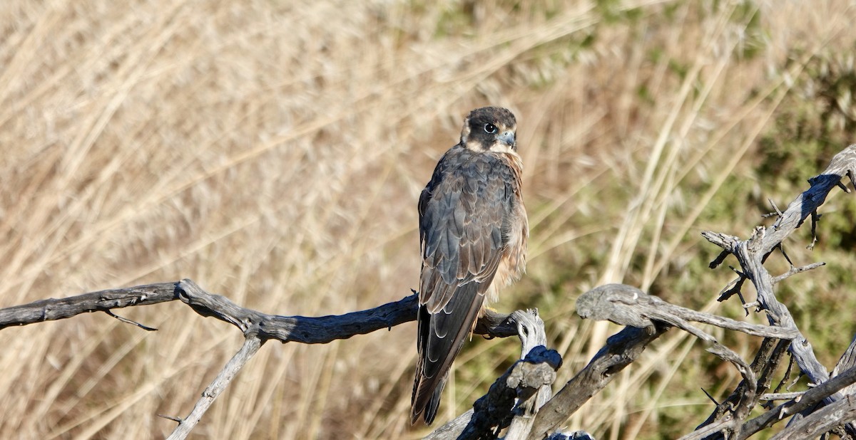 Australian Hobby - ML647662606