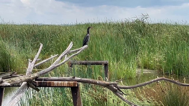 Баклан африканський - ML647662618