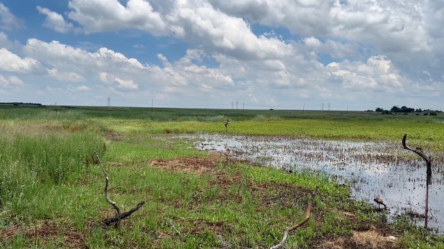 Баклан африканський - ML647662619