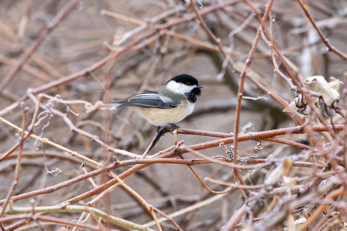 Black-capped Chickadee - ML647662621
