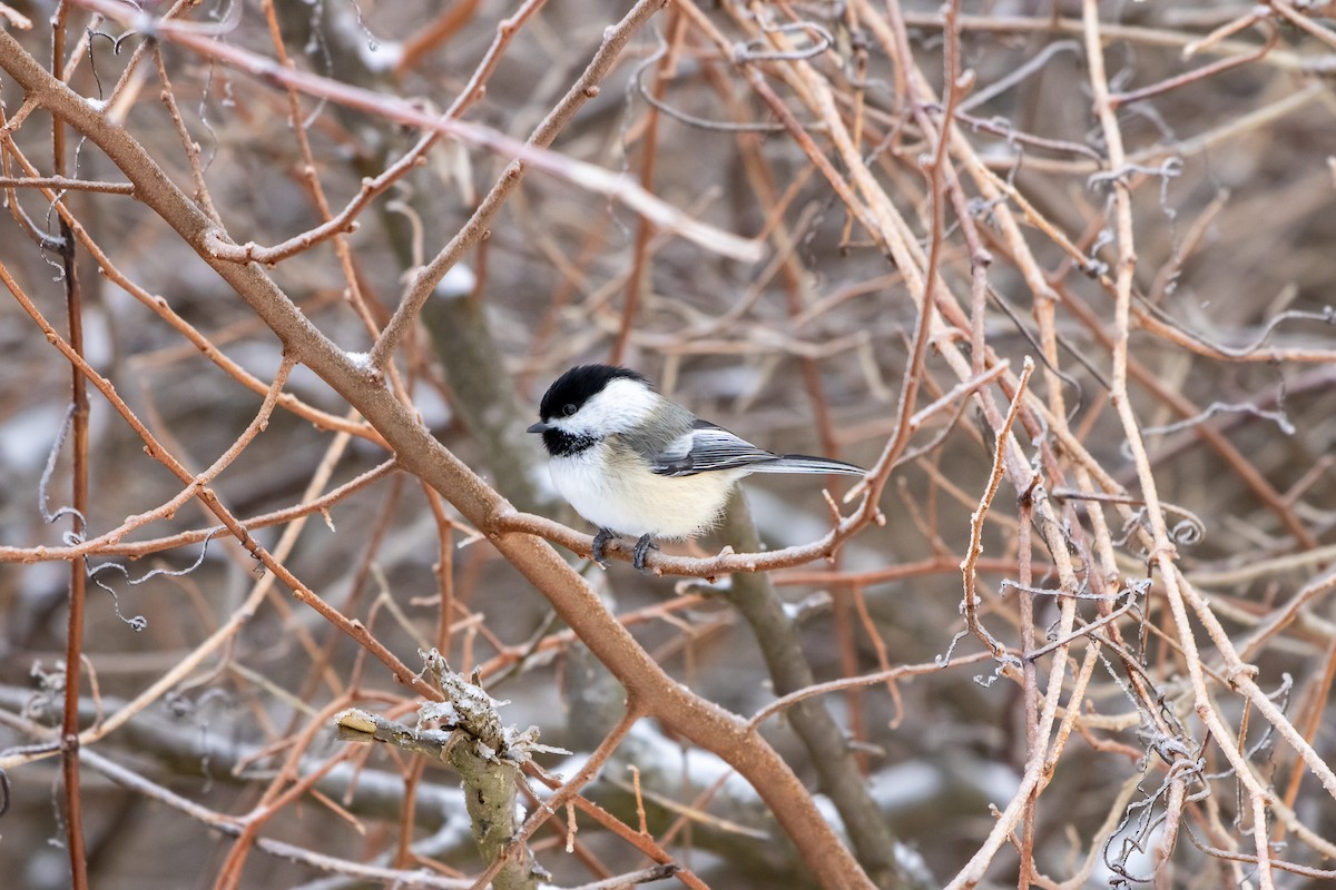 Black-capped Chickadee - ML647662622
