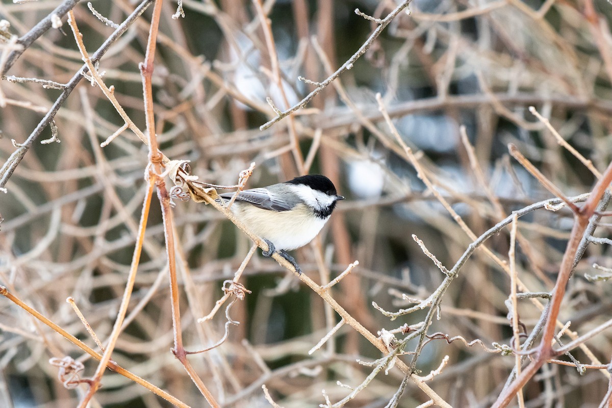 Black-capped Chickadee - ML647662623