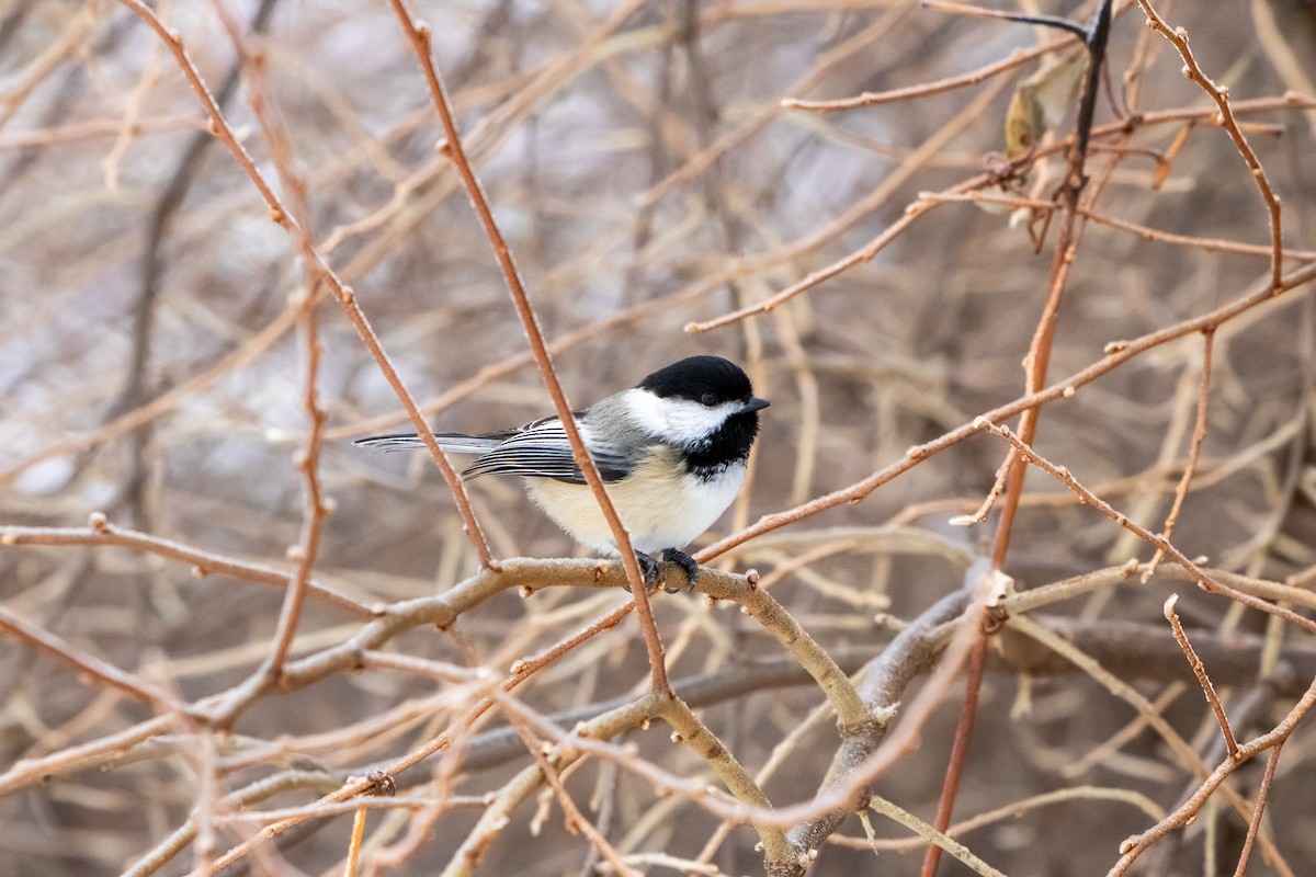 Black-capped Chickadee - ML647662624