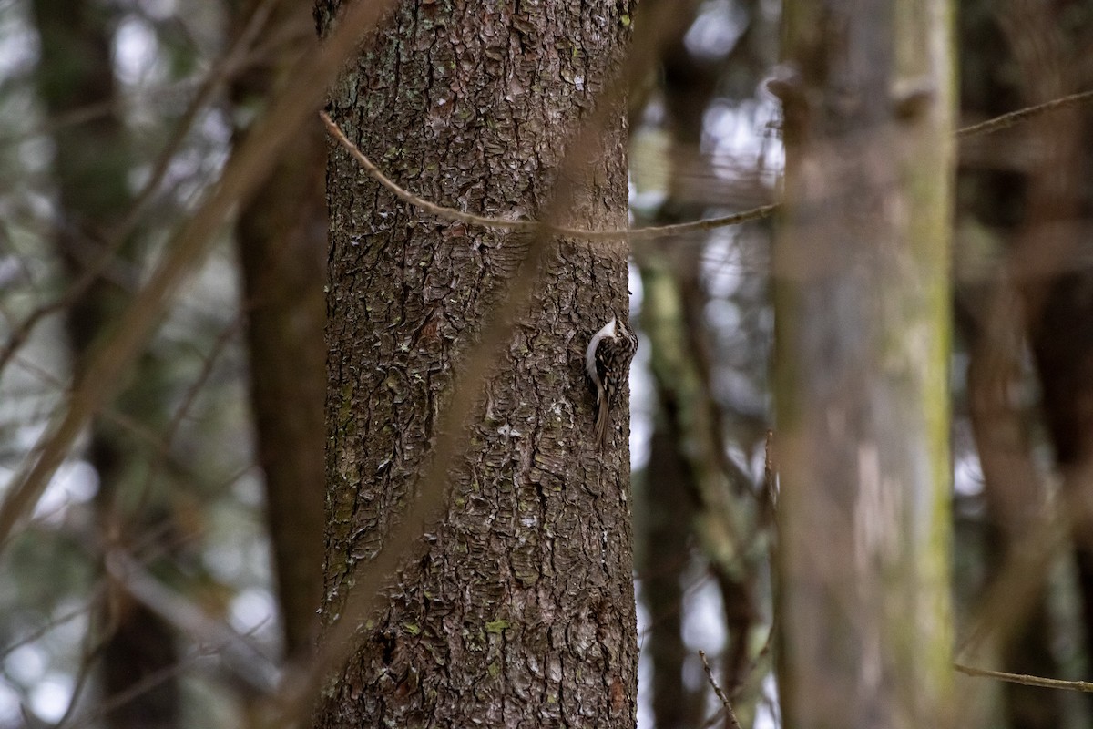 Brown Creeper - ML647662631