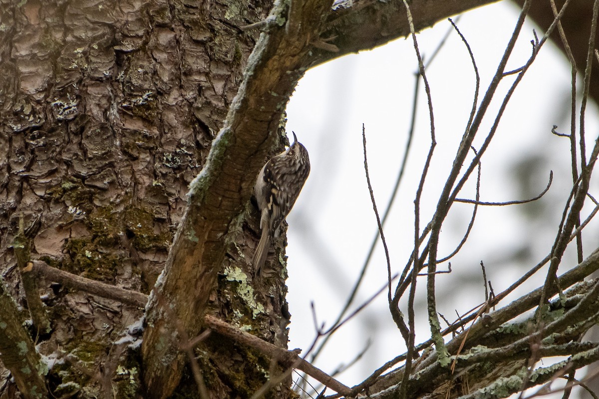 Brown Creeper - ML647662632