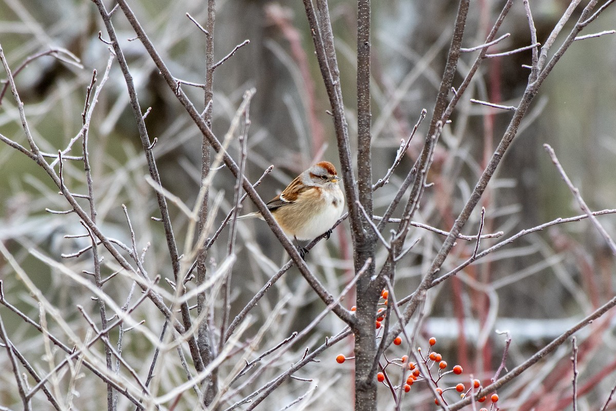 Пасовник північний - ML647662635