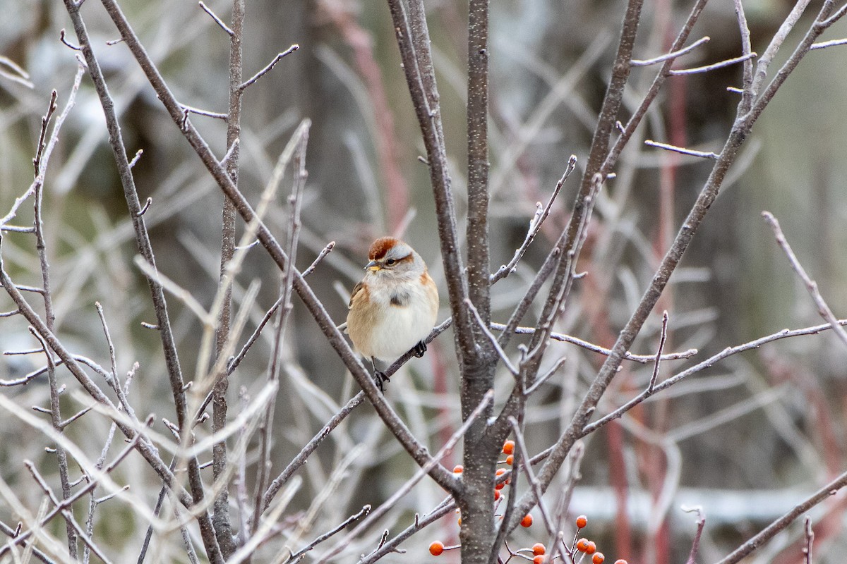 Пасовник північний - ML647662636