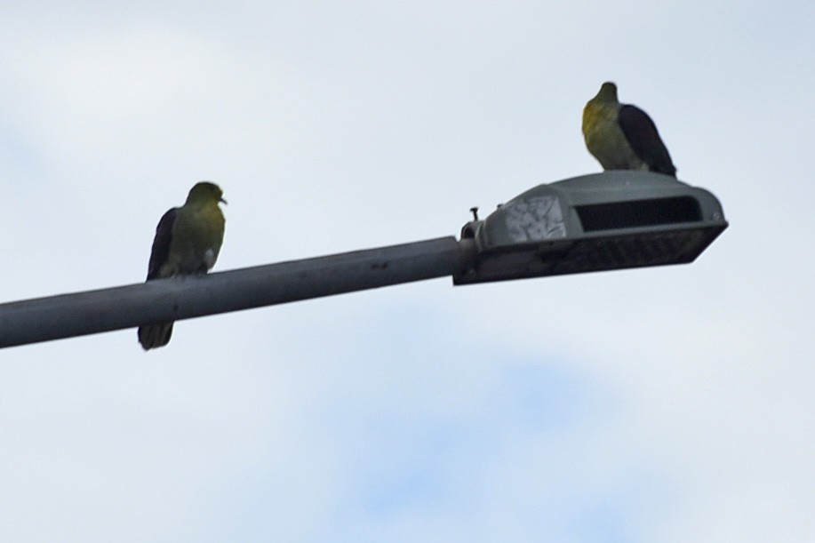 White-bellied Green-Pigeon - ML647662643