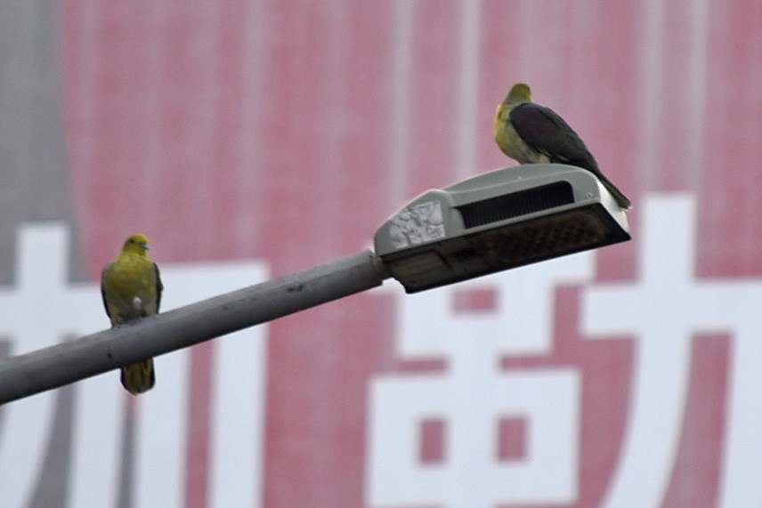 White-bellied Green-Pigeon - ML647662644