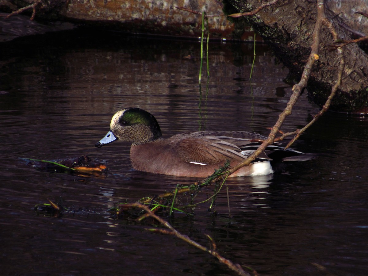 Canard d'Amérique - ML647662652