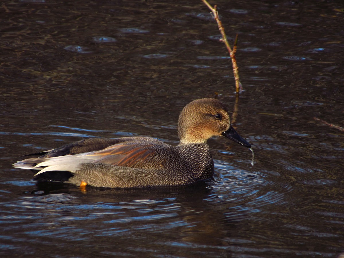 Canard chipeau - ML647662655