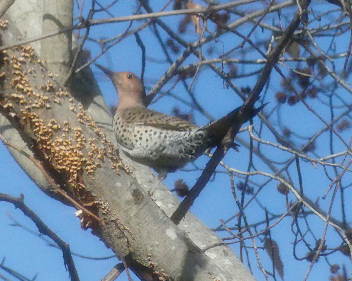 Northern Flicker - ML647662656