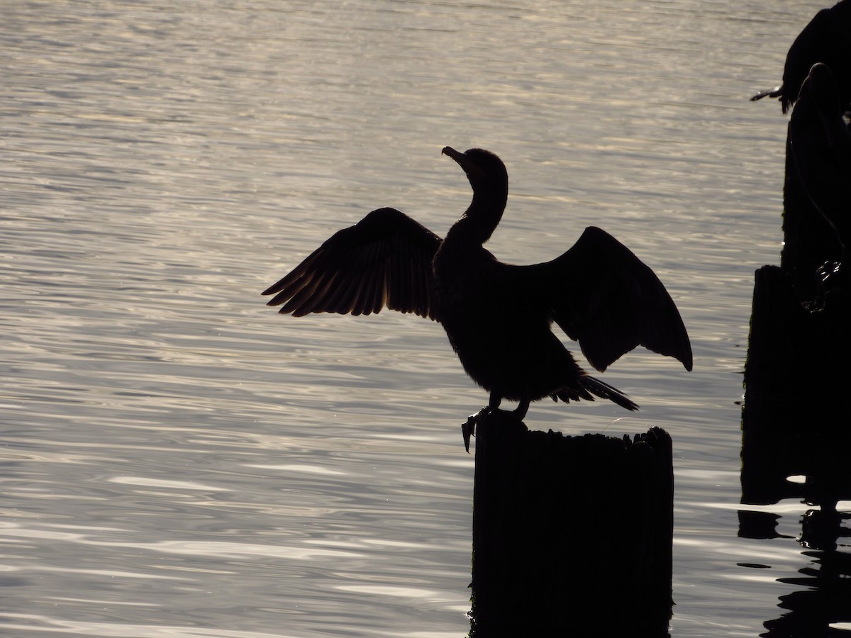 Cormorán Orejudo - ML647662666