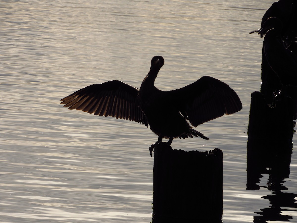 Cormorán Orejudo - ML647662667