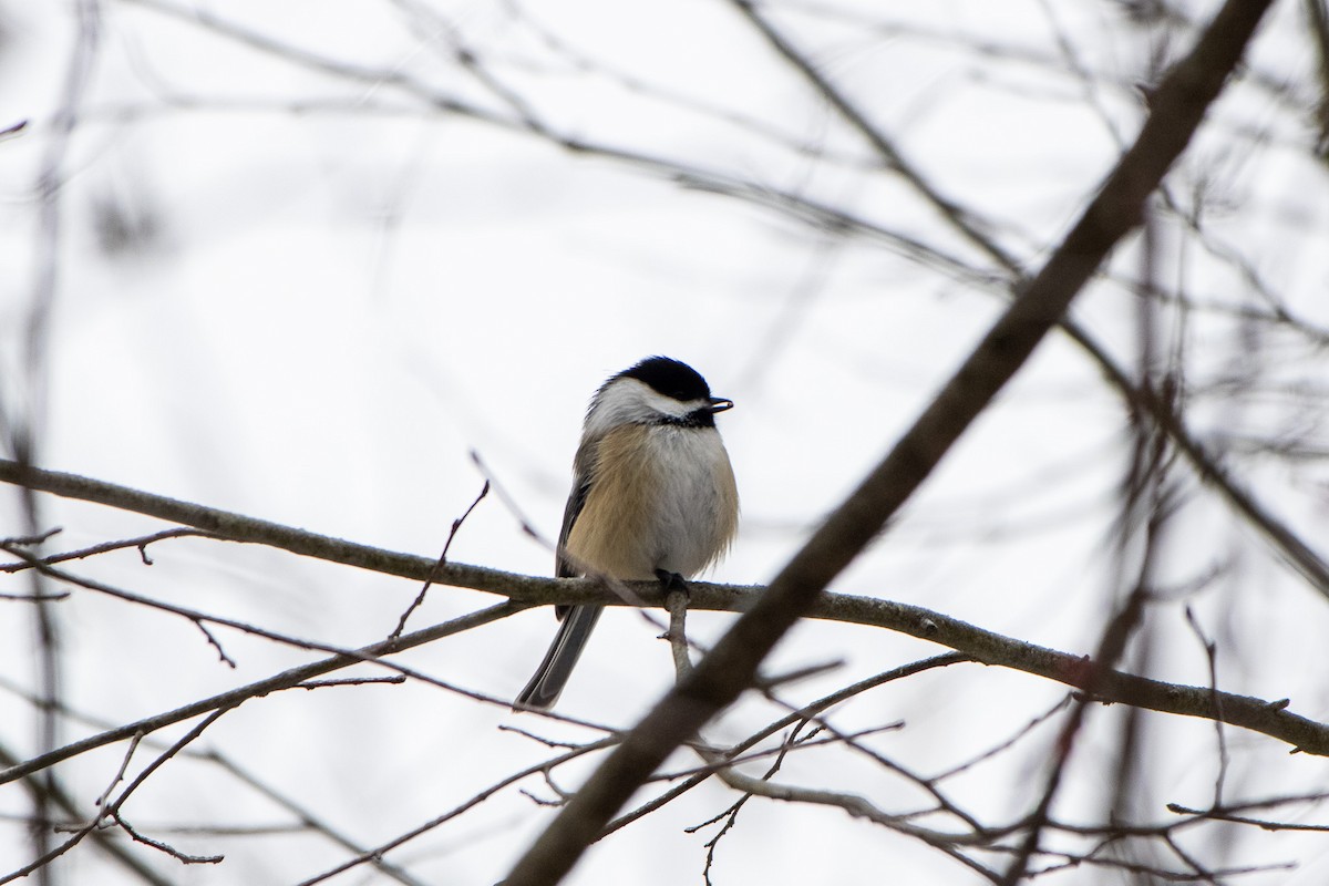 Black-capped Chickadee - ML647662671