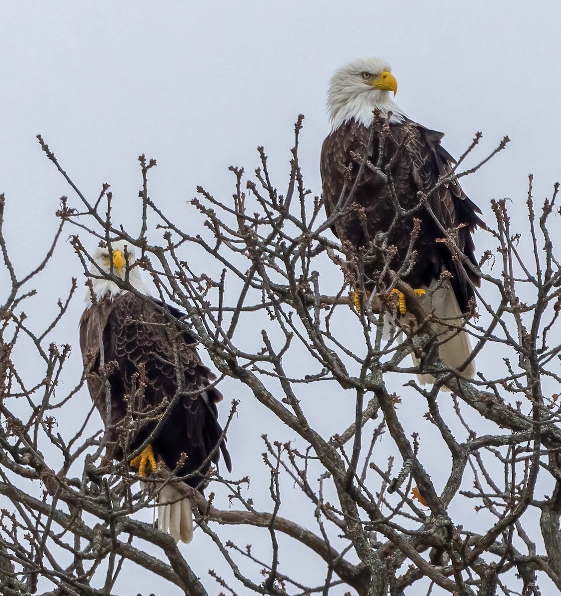 עיטם לבן-ראש - ML647662673