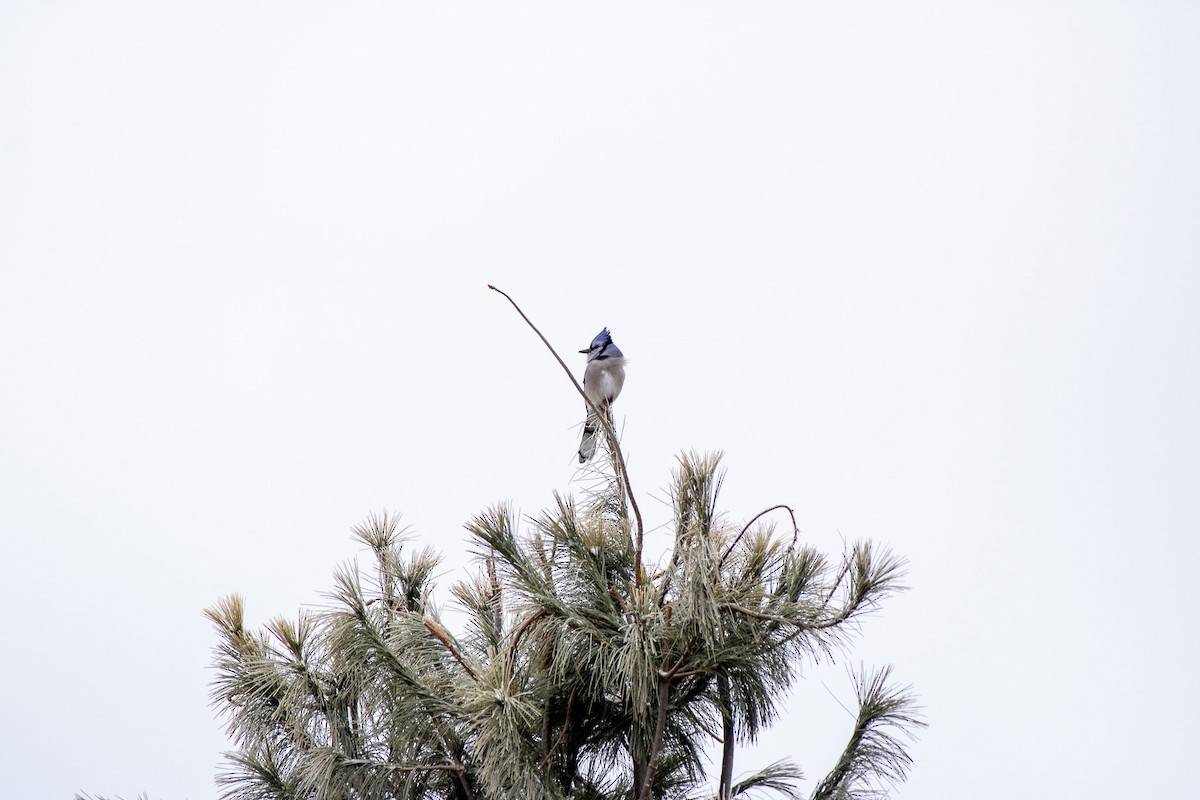 Blue Jay - ML647662678