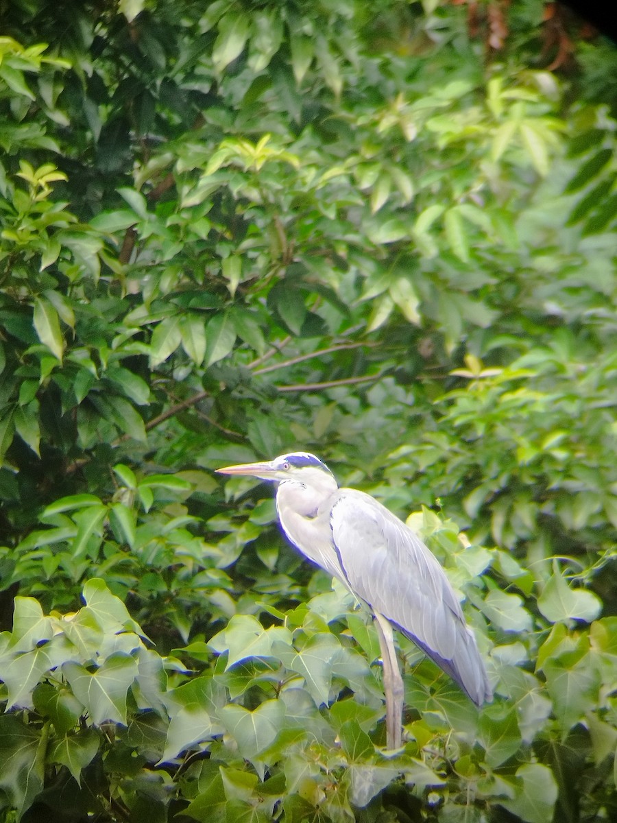 Héron cendré - ML647662684