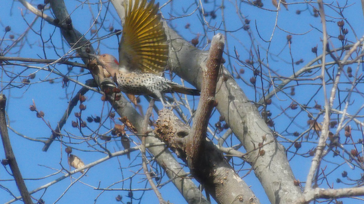 Northern Flicker - ML647662690