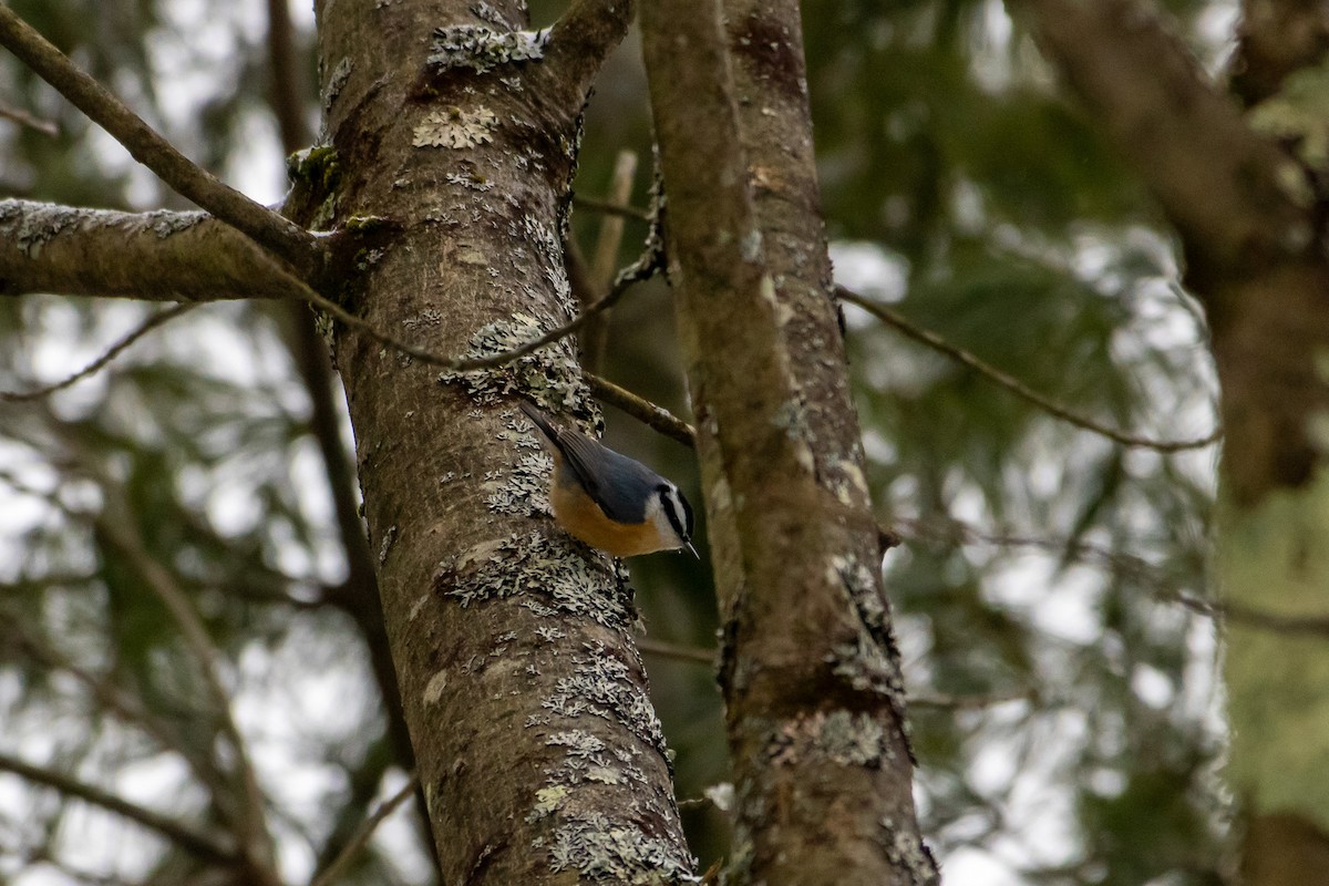 Red-breasted Nuthatch - ML647662695