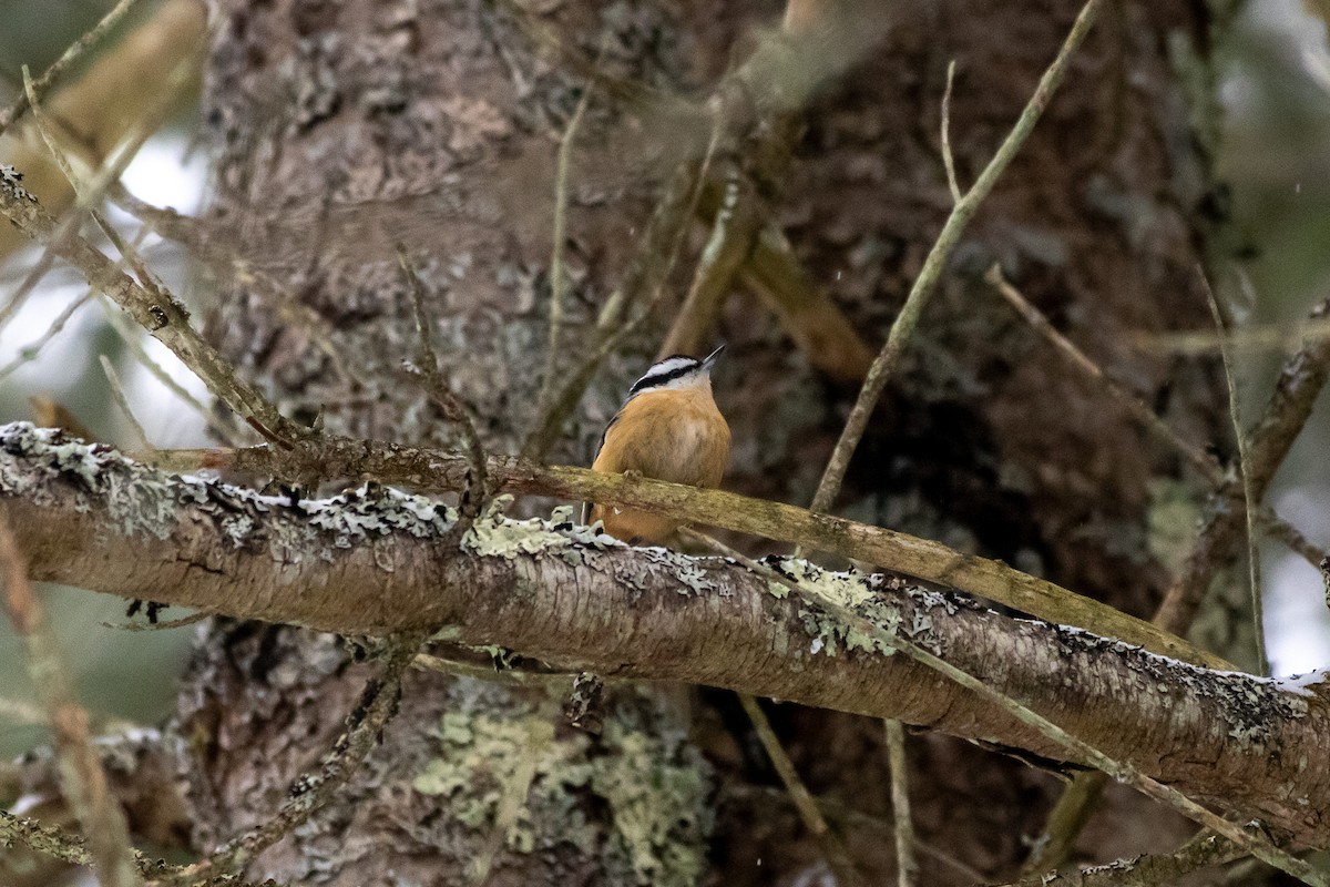Red-breasted Nuthatch - ML647662696