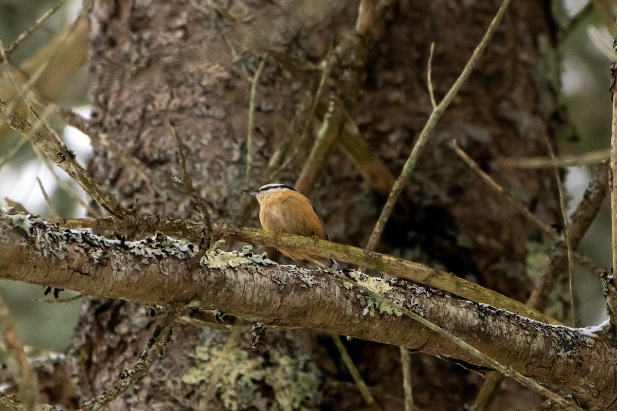 Red-breasted Nuthatch - ML647662697