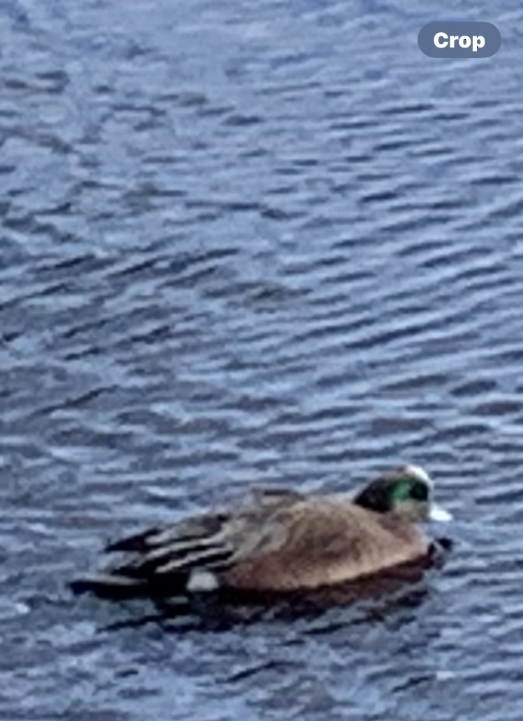 Canard d'Amérique - ML647662724