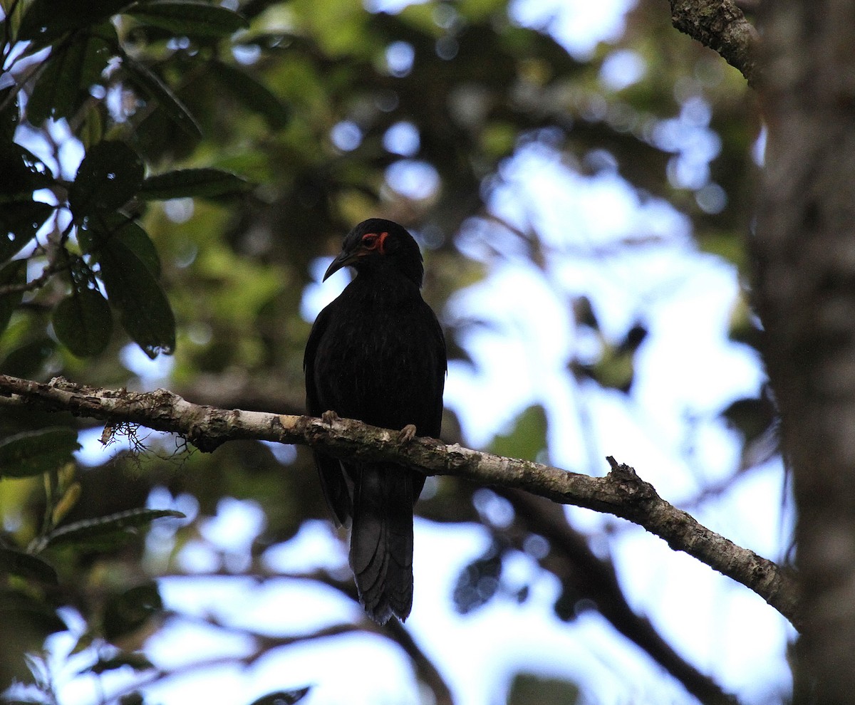 Crow Honeyeater - ML647662726